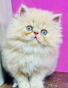 Cat/ Persian/ kittens/ Punch face/ triple coated/) Blue Eyes/ Baby/