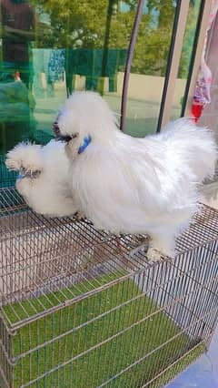 Silky | White Silky | Breeder | White Hen| Fancy | Eggs | Imported |