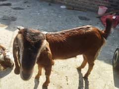 beautiful Bakri