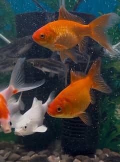 aquarium fish, power filter shubankin,koi,catfish(shark)