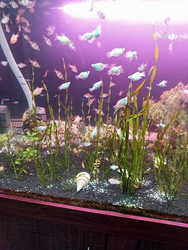 Aquarium & Fishes 0