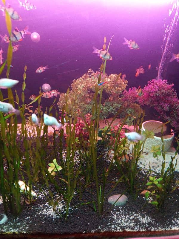 Aquarium & Fishes 1