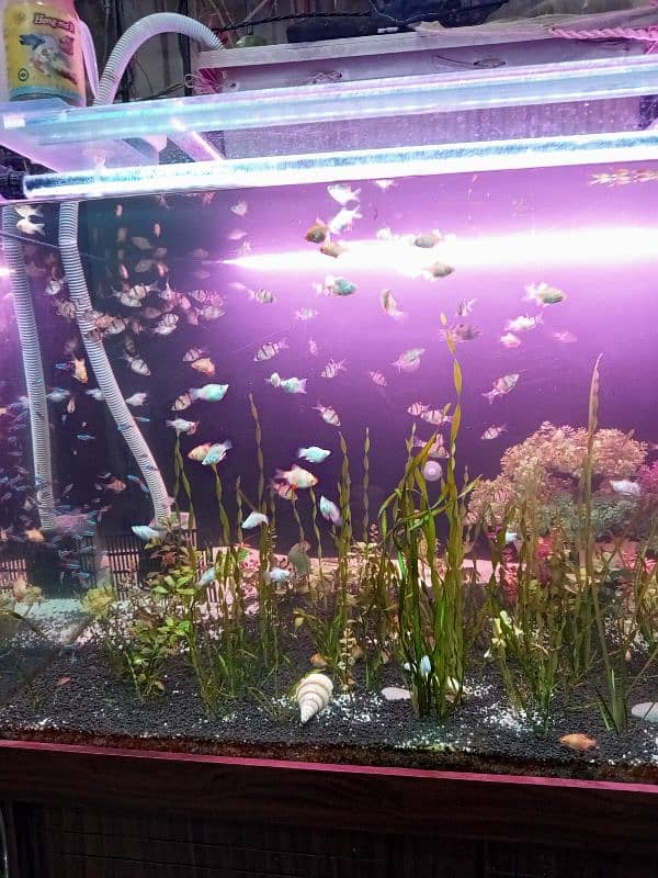 Aquarium & Fishes 2