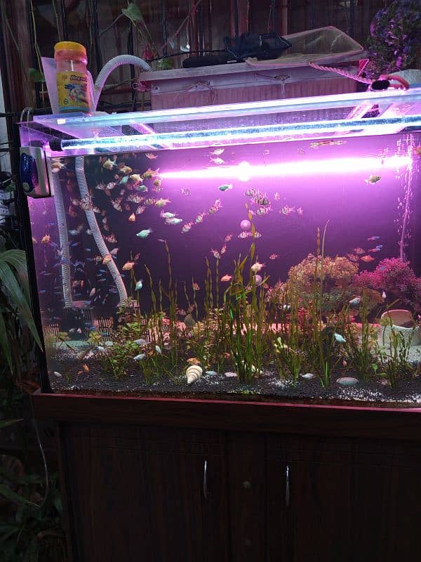 Aquarium & Fishes 3