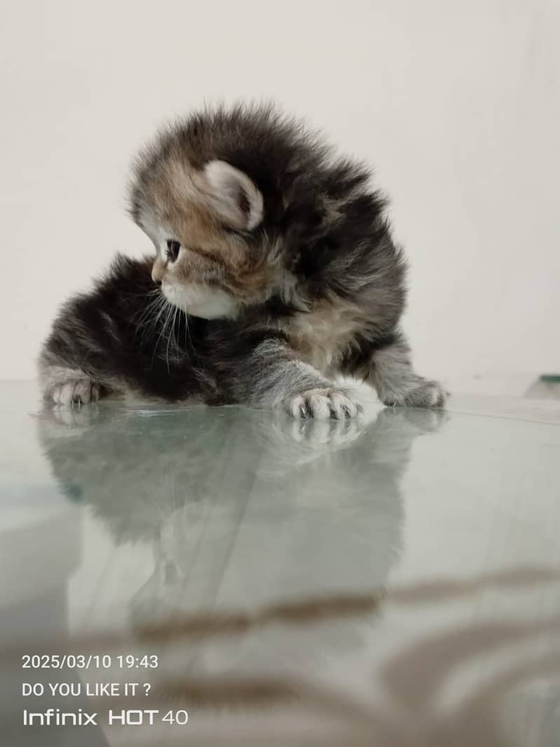 55 Days Kitten for Sell 0