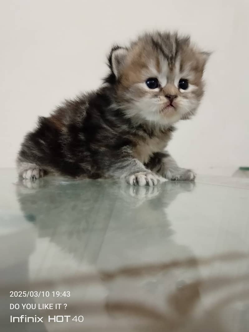 55 Days Kitten for Sell 1
