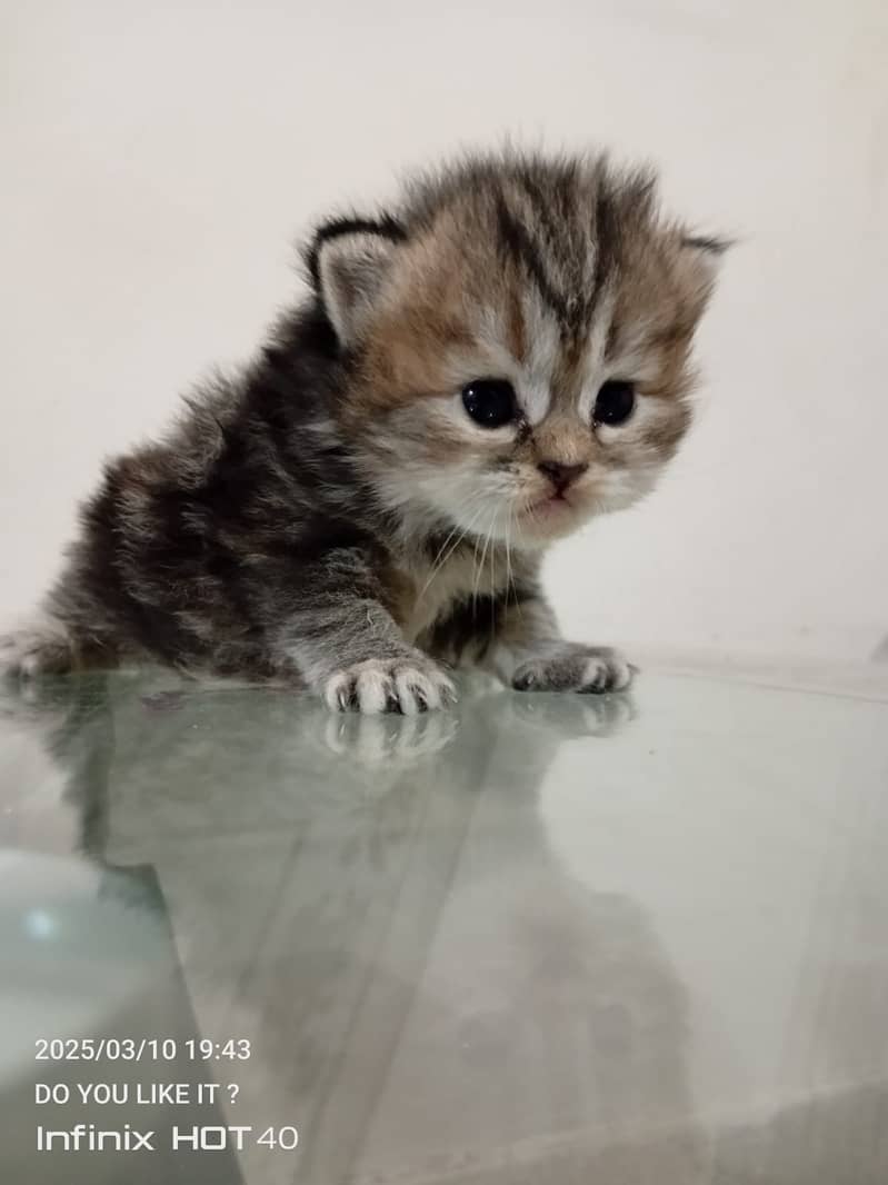 55 Days Kitten for Sell 2