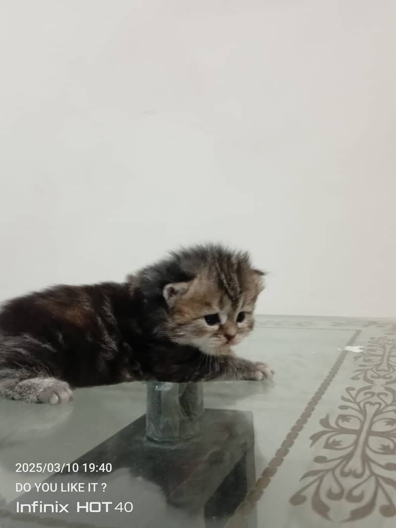 55 Days Kitten for Sell 5