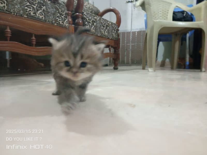 55 Days Kitten for Sell 8