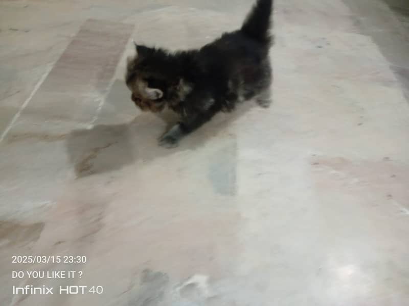 55 Days Kitten for Sell 9