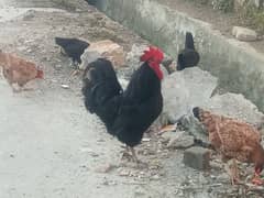 heritage Australorp Male and desi hens