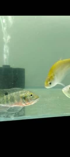 cichlids