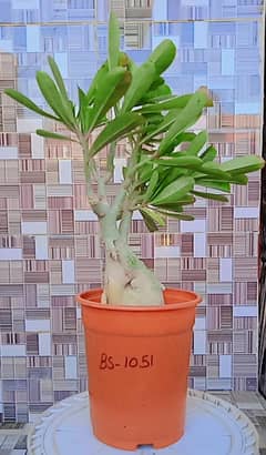 Adenium Bonsai Plant for sale