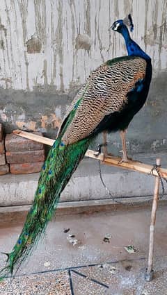 Blue shoulder peacock   (3 years old )