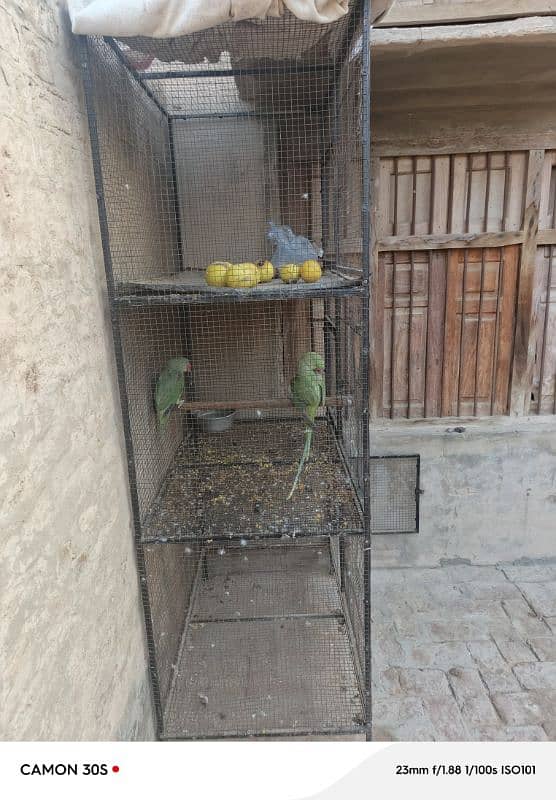 Raw parrot male female age 11 month 0