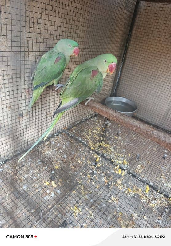 Raw parrot male female age 11 month 2