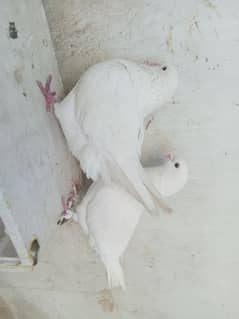 fancy king pigeon pair