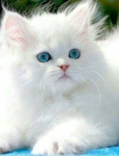 Persian Kittens For Sale - Sky Blue Eyes