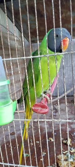 plum head salty headed parrot