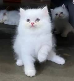 Persian cats kitten Punch face female and male both available