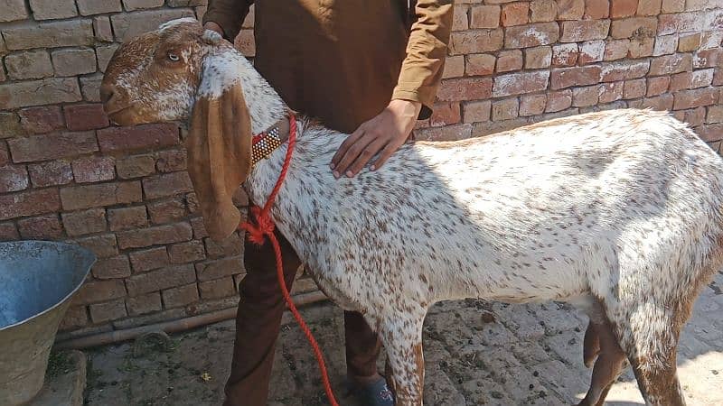 Pure Makhi cheeni bakri with high quality path 0