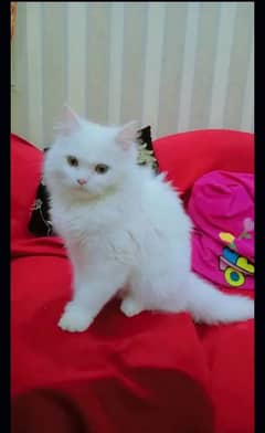 Persian cats kitten Panch face female and male both available