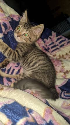 tabby domestic shorthair male kitten