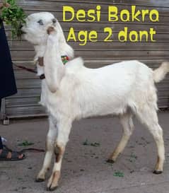 Desi Bakra