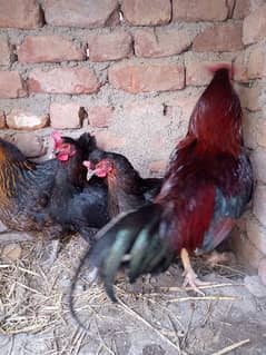 3 female and 1 male fore sale total 4