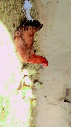 hen