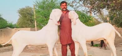 desi bakra for sale call me +03134947622