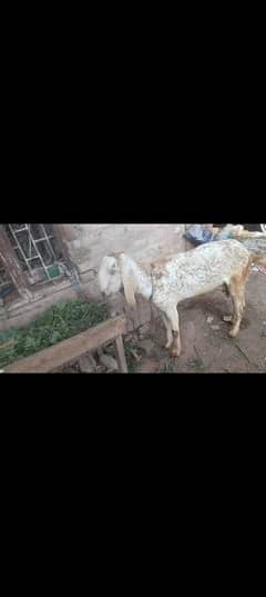 Makkhi China bakri | bakri | desi bakri | doddh wali bakri