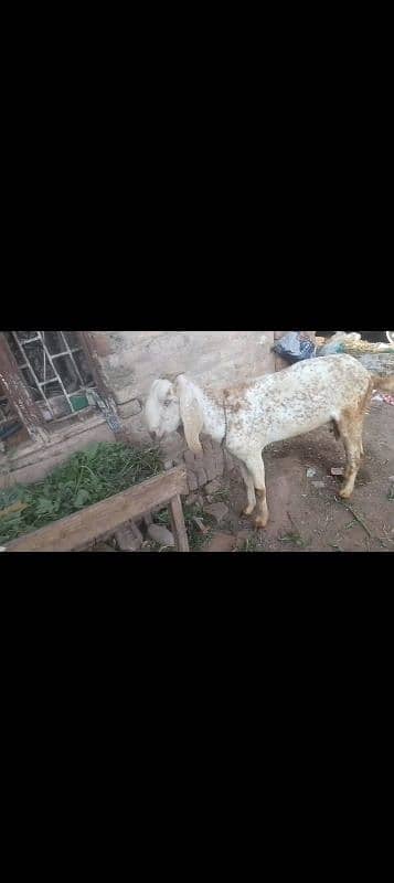 Makkhi China bakri | bakri | desi bakri | doddh wali bakri | 23500 fnf 0