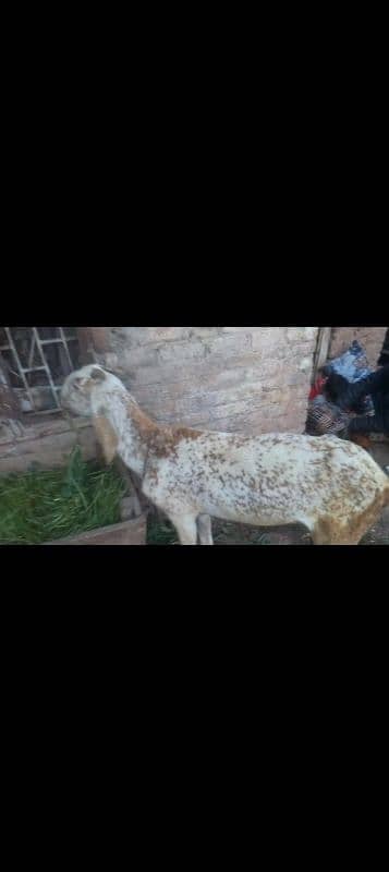 Makkhi China bakri | bakri | desi bakri | doddh wali bakri | 23500 fnf 1