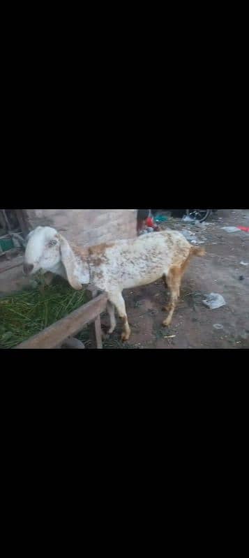 Makkhi China bakri | bakri | desi bakri | doddh wali bakri | 23500 fnf 2