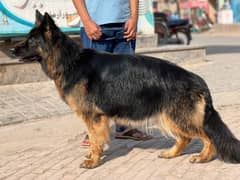 Supreme Quility Female GSD for Sale