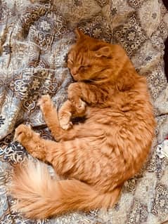 orange tabby Persian cat