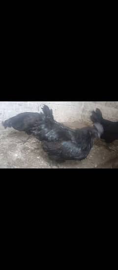 ayam cemani