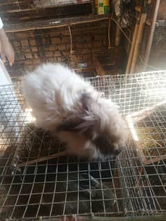 Angora rabbit For sale