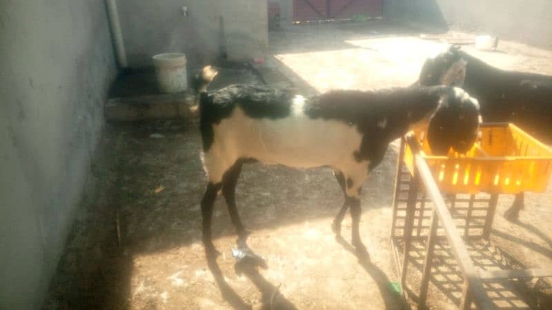 Desi Bakri 1