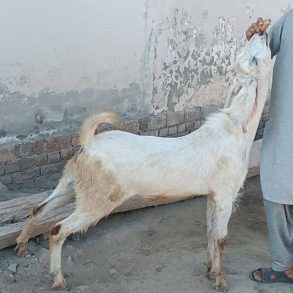 Bakra For Eid Qurbani 0