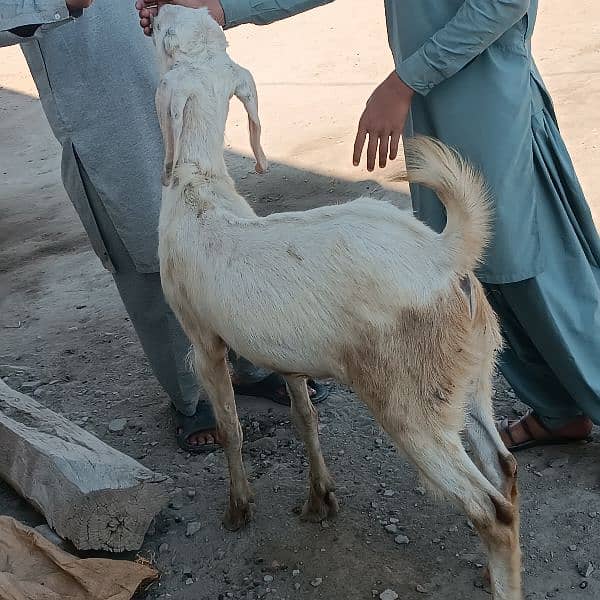 Bakra For Eid Qurbani 1