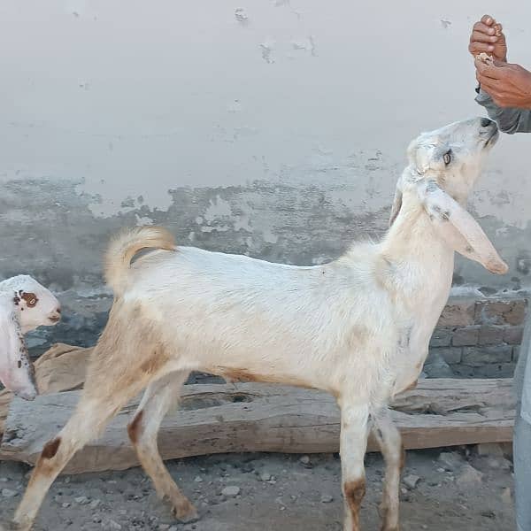 Bakra For Eid Qurbani 2