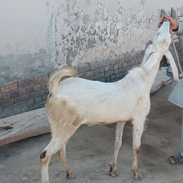 Bakra For Eid Qurbani 3