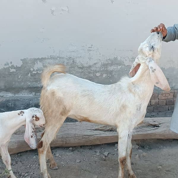 Bakra For Eid Qurbani 4