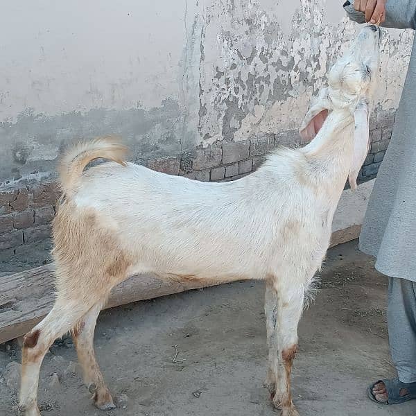 Bakra For Eid Qurbani 5