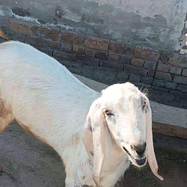 Bakra For Eid Qurbani 6