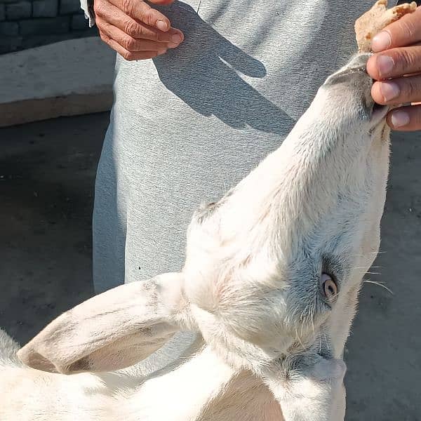 Bakra For Eid Qurbani 7