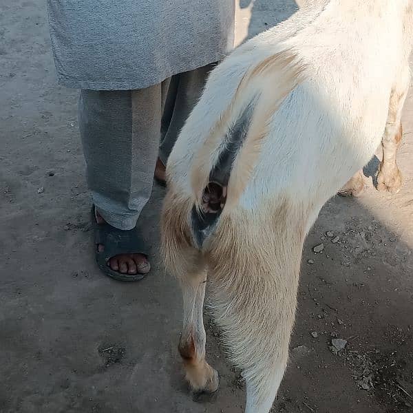 Bakra For Eid Qurbani 8