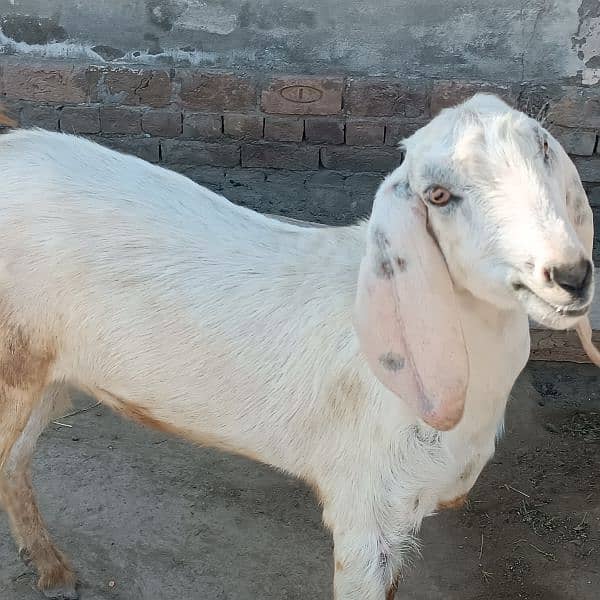 Bakra For Eid Qurbani 9